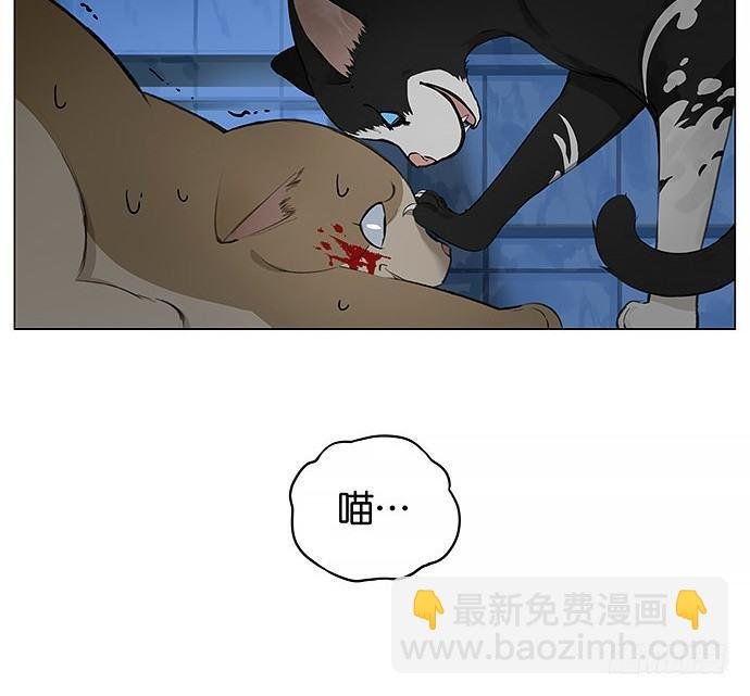 可爱的猫咪。