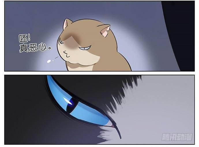 我被一只猫绑架了。