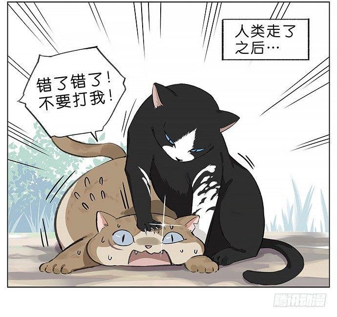 我被一只猫绑架了。