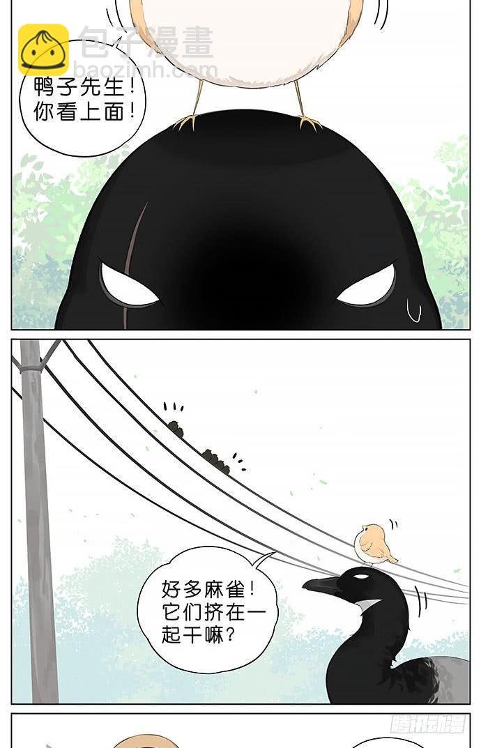 冬天相互取暖的鸟。