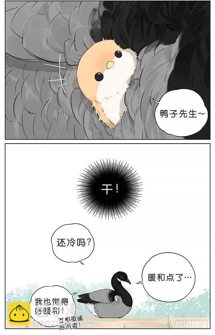 冬天相互取暖的鸟。