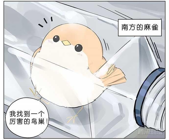 麻雀的鸟巢。