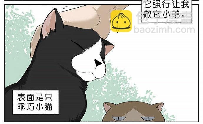胖胖的猫。