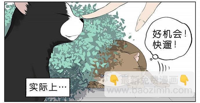 胖胖的猫。