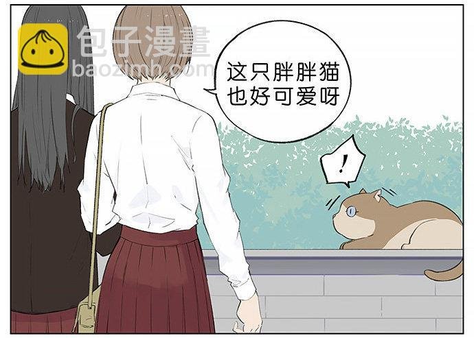 胖胖的猫。