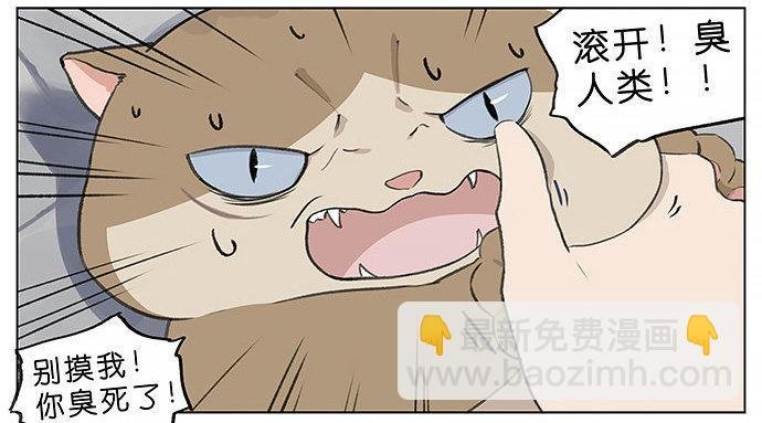 胖胖的猫。