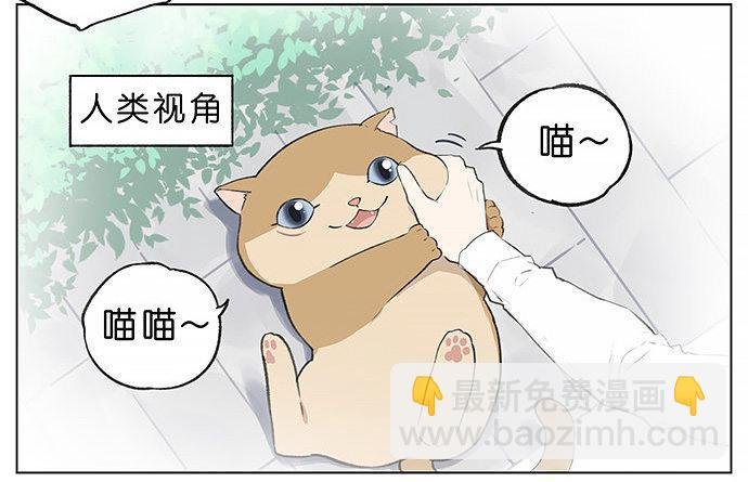 胖胖的猫。