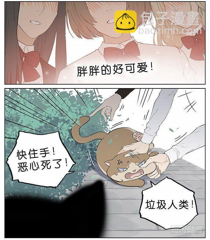 胖胖的猫。