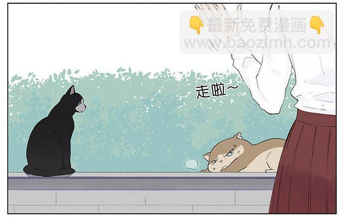胖胖的猫。