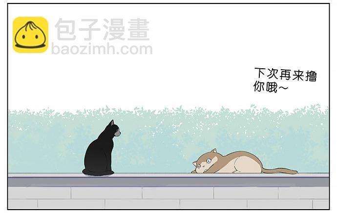 胖胖的猫。