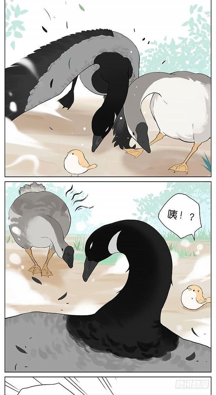 鸭子和鹅。