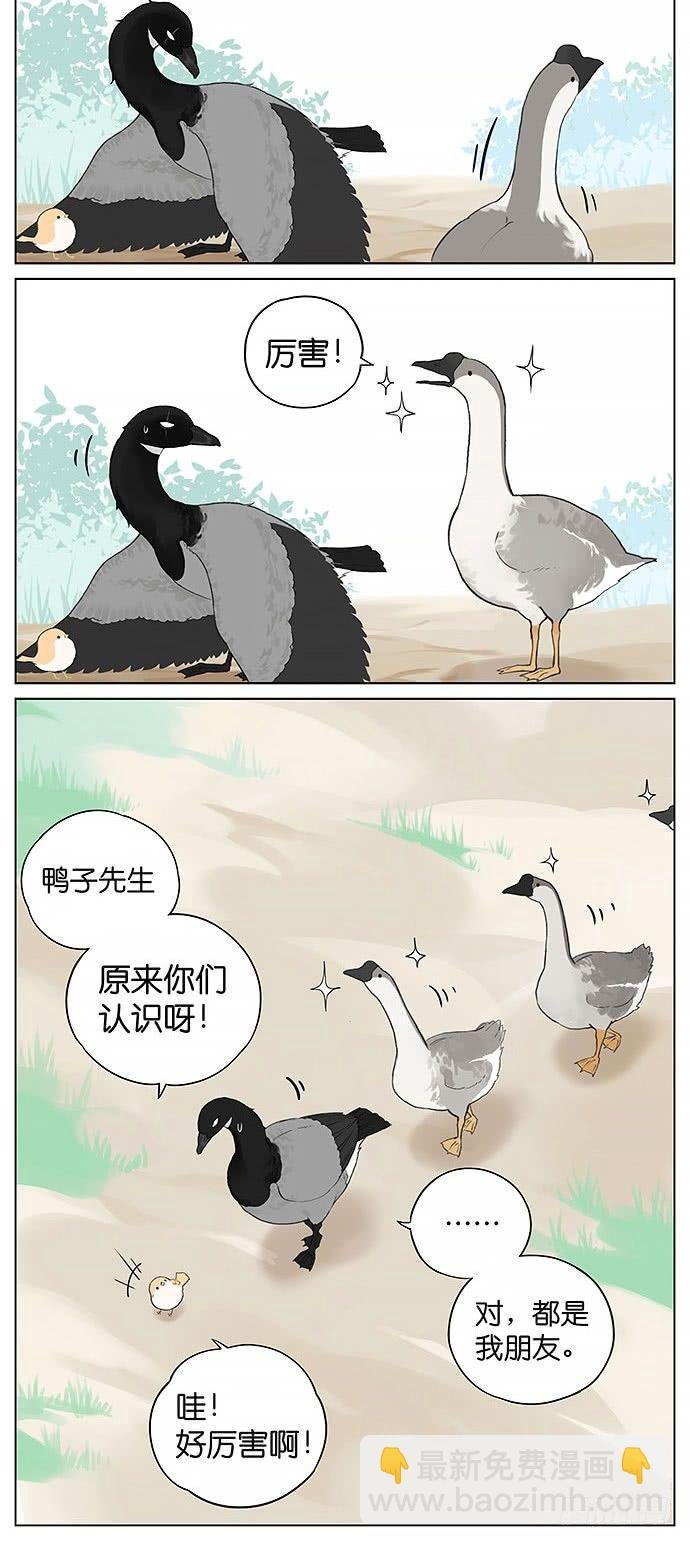 鸭子和鹅。