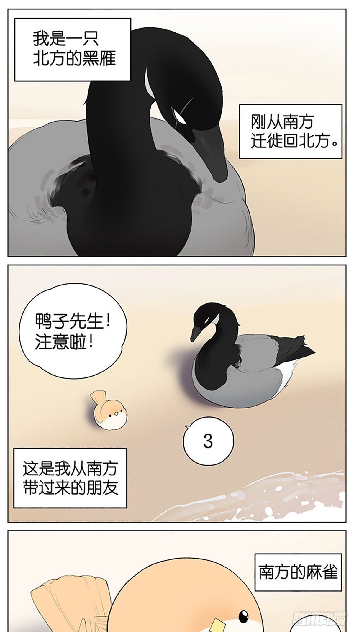 沙滩上的鸟，夏天啦！