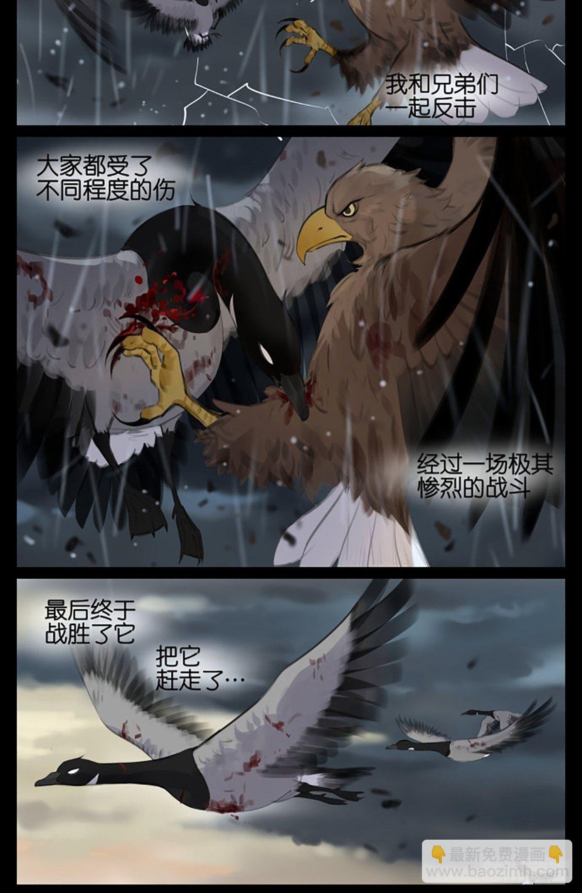 雷雨天的鸟
