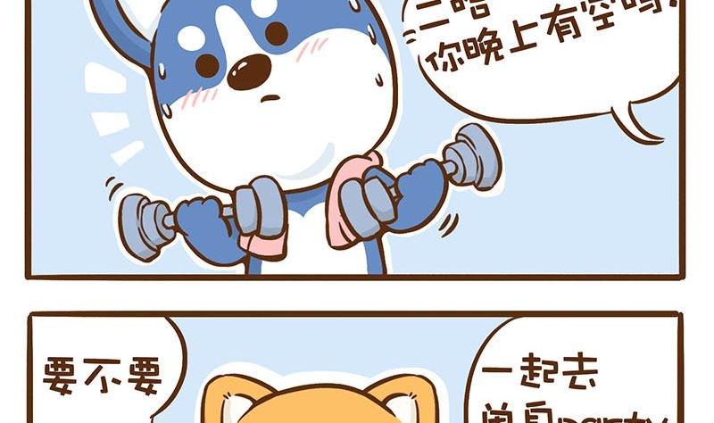 二哈的超级正妹