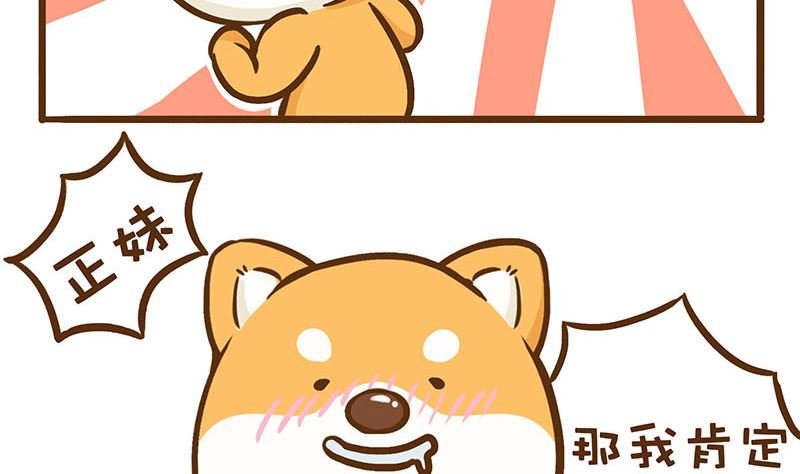 二哈的超级正妹