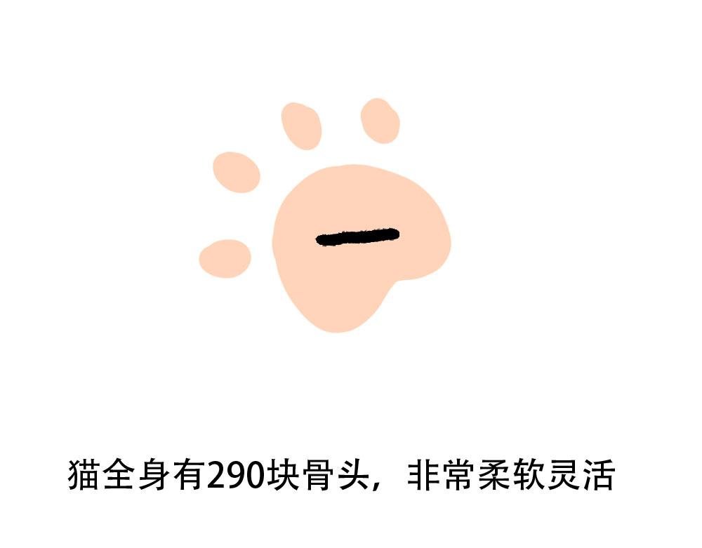 第1话 人类，教你学做猫
