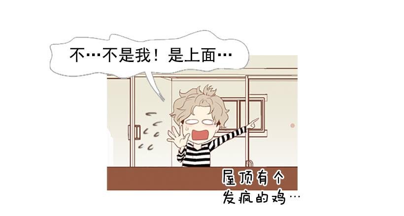 屋顶有个发疯的鸡