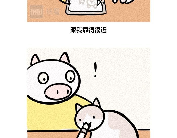 养猫的小烦恼