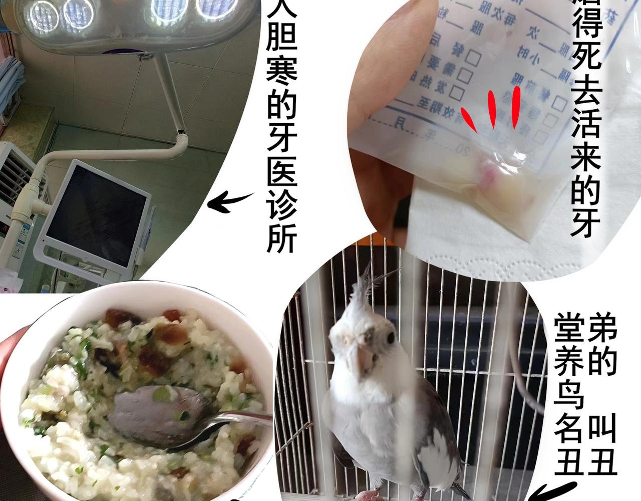 番外 胖晴学车＋看牙