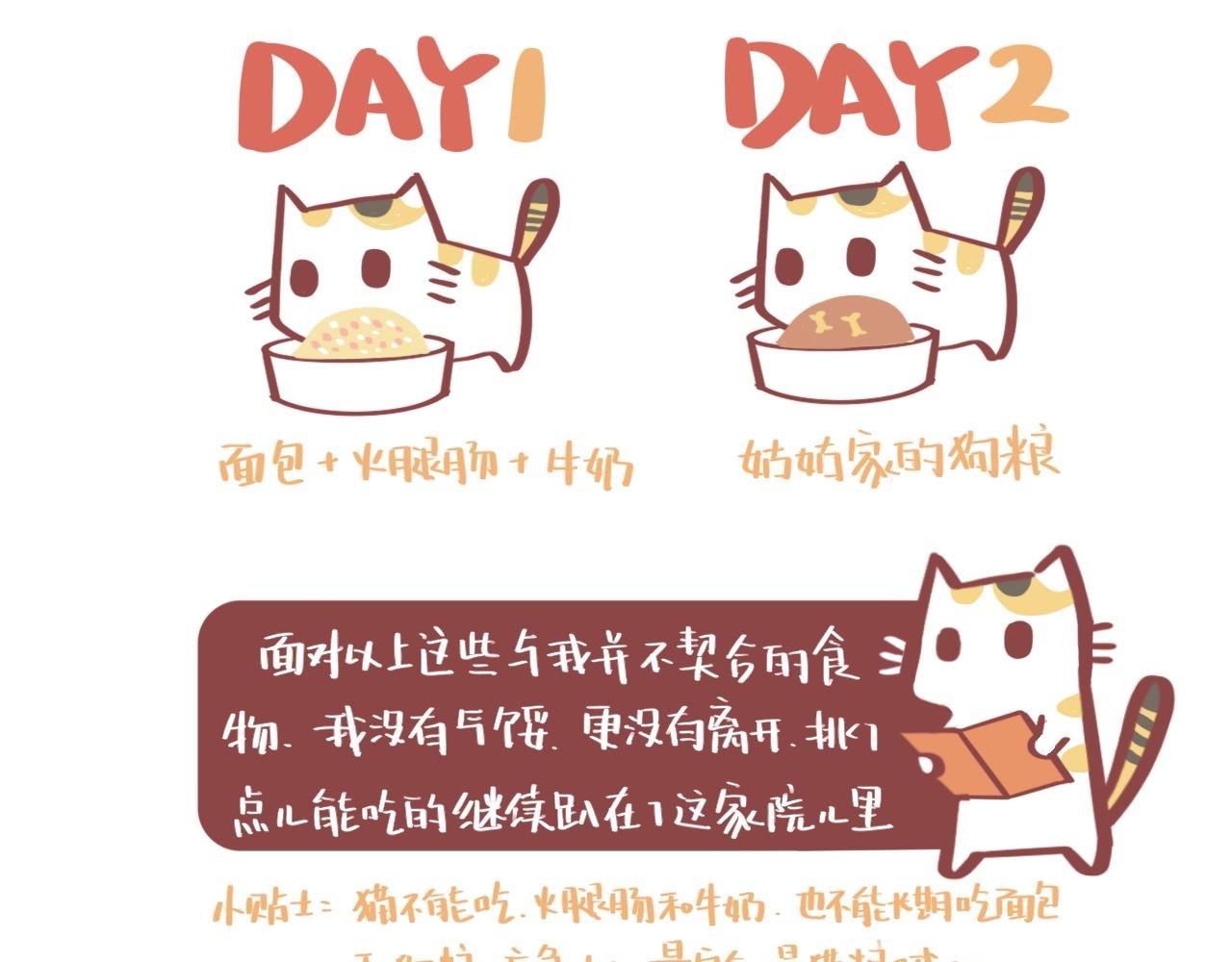流浪小三花