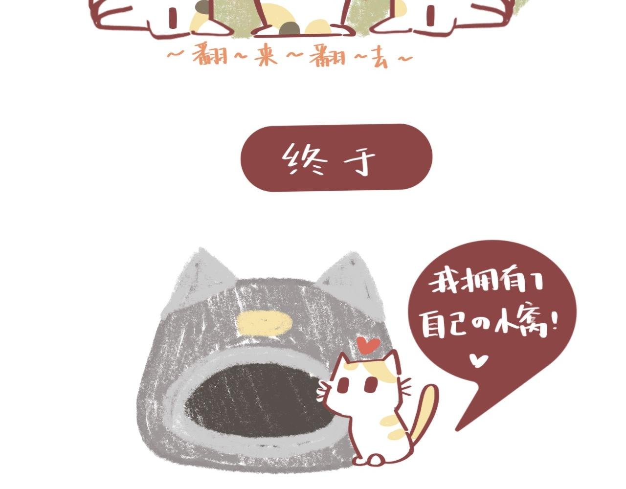 流浪小三花