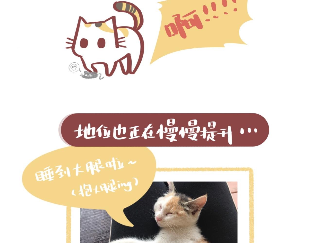 流浪小三花