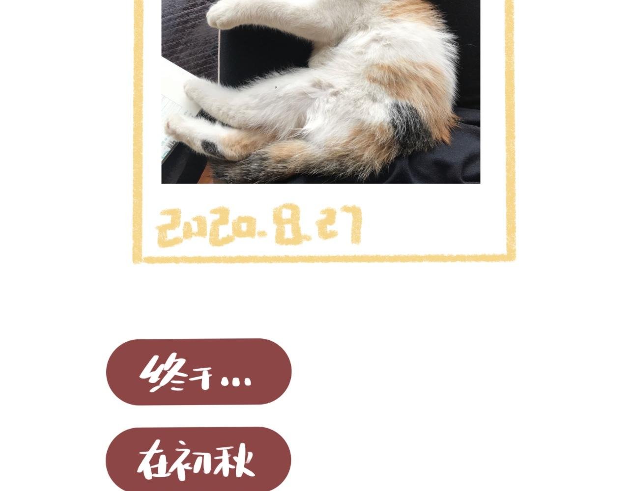 流浪小三花