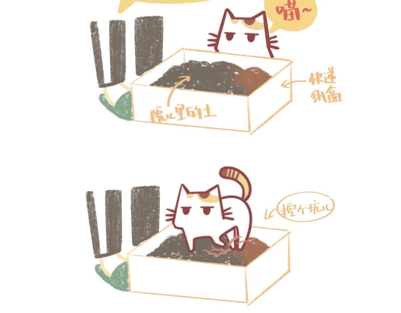 流浪小三花