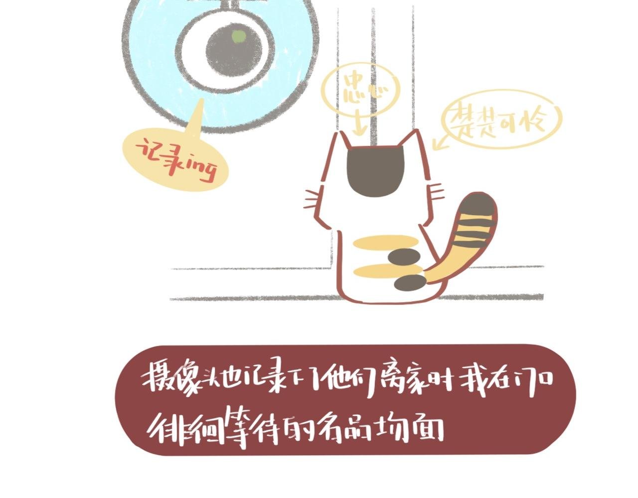 流浪小三花