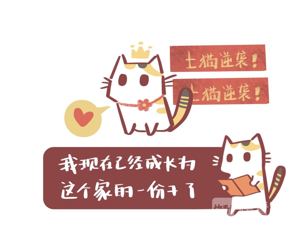 流浪小三花