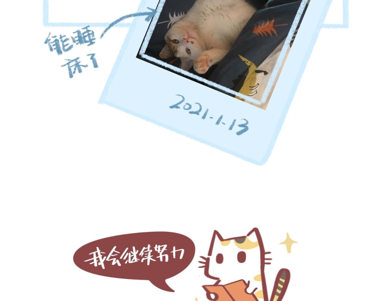 流浪小三花