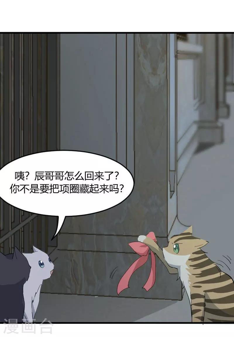 第17话 猫很活泼很健康
