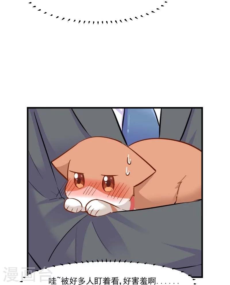 第39话 不许摸我的猫！