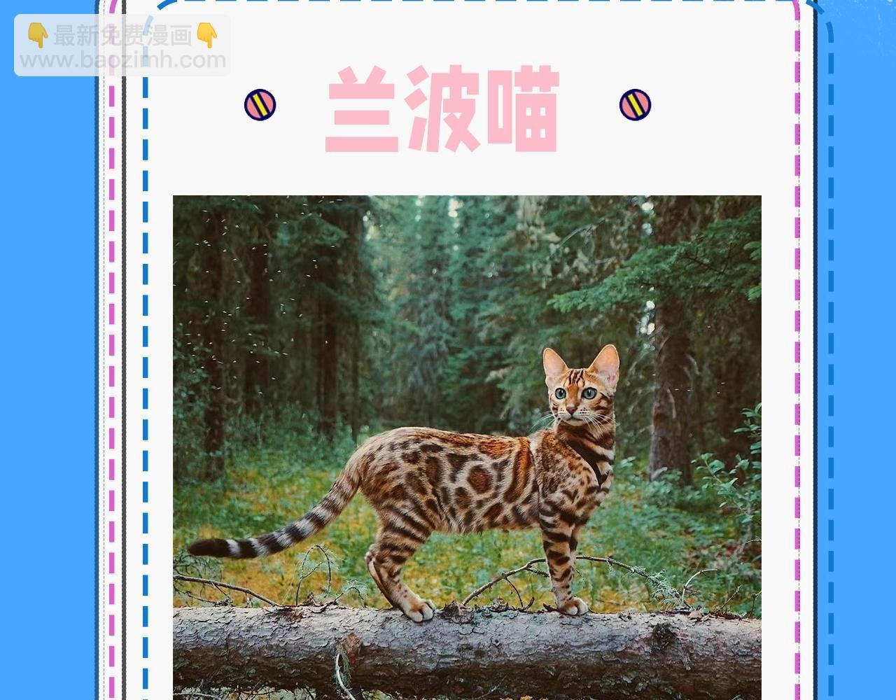 第43期 人鱼陷落的主角都是什么品种的猫（日更中）