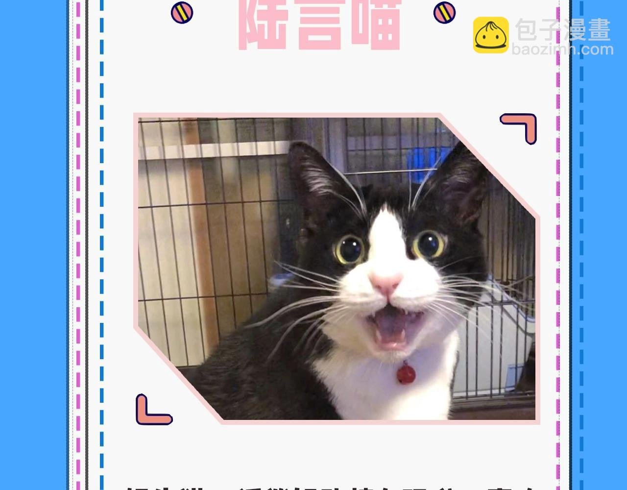 第43期 人鱼陷落的主角都是什么品种的猫（日更中）