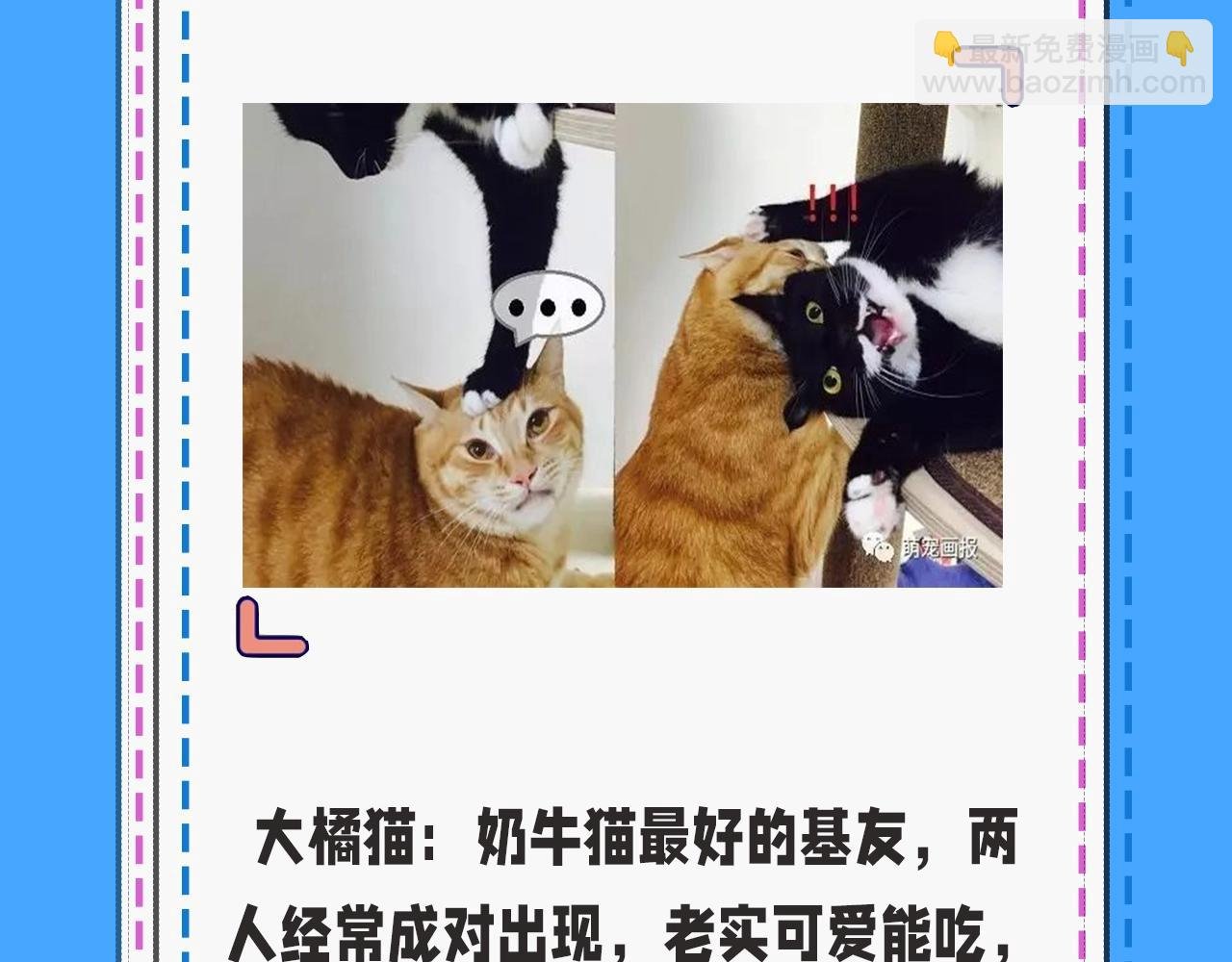第43期 人鱼陷落的主角都是什么品种的猫（日更中）