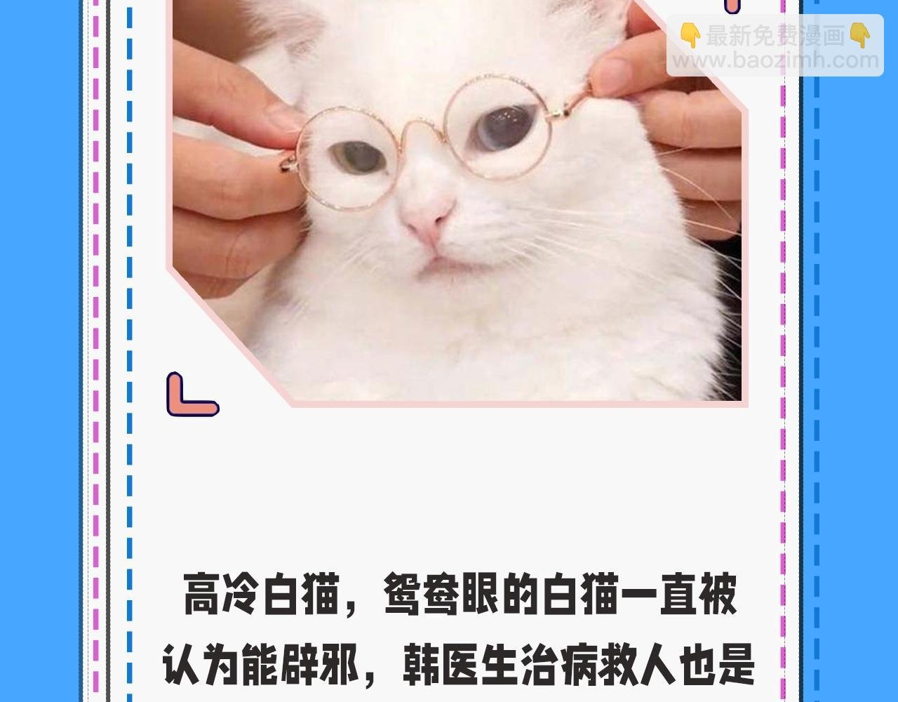 第43期 人鱼陷落的主角都是什么品种的猫（日更中）