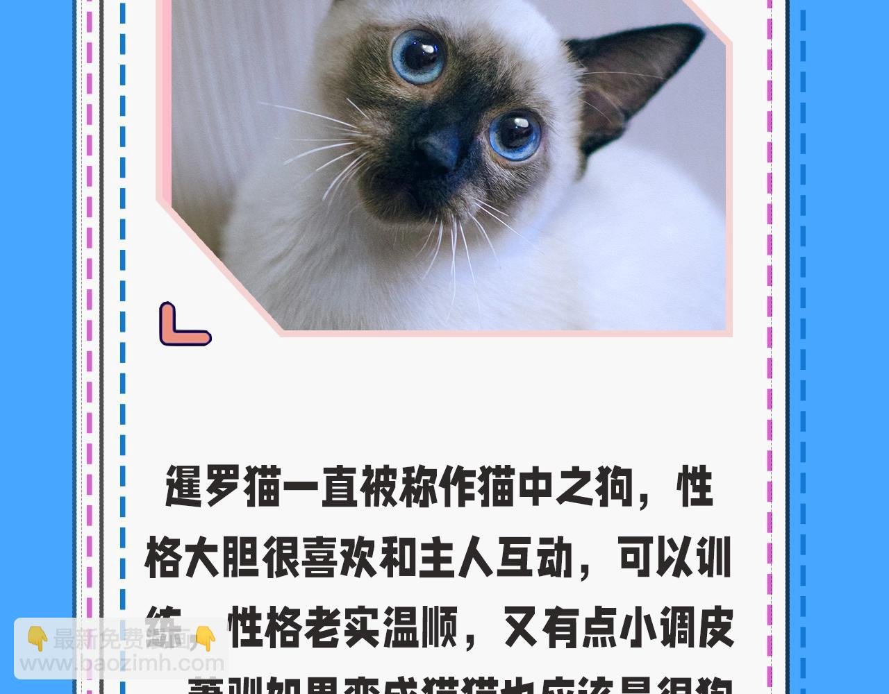 第43期 人鱼陷落的主角都是什么品种的猫（日更中）