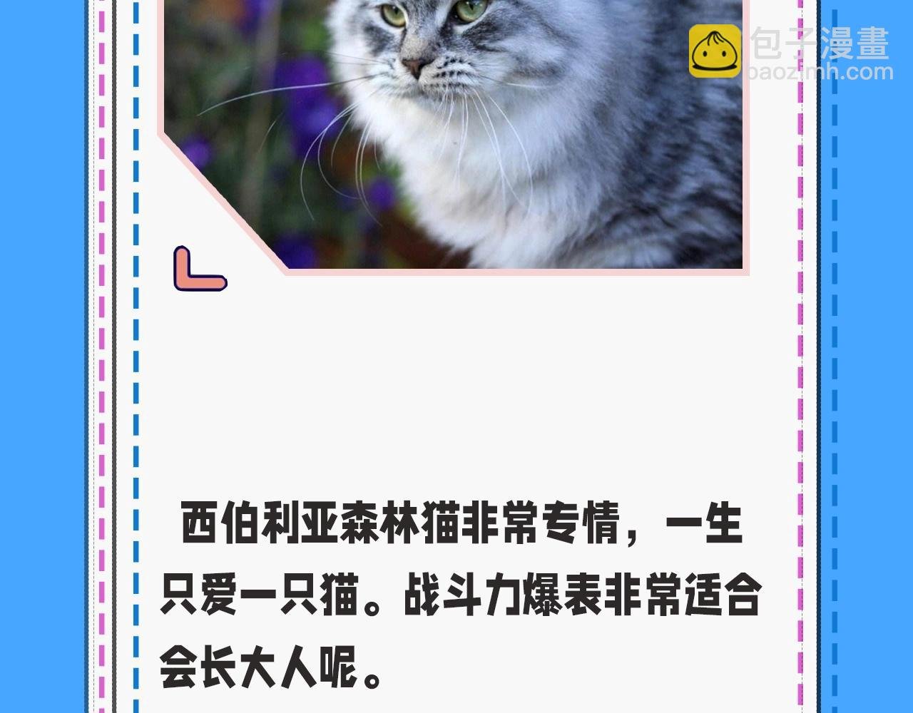 第43期 人鱼陷落的主角都是什么品种的猫（日更中）