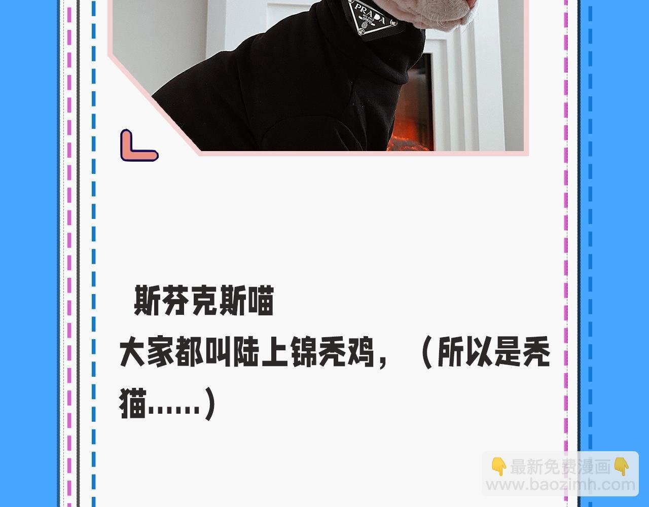 第43期 人鱼陷落的主角都是什么品种的猫（日更中）