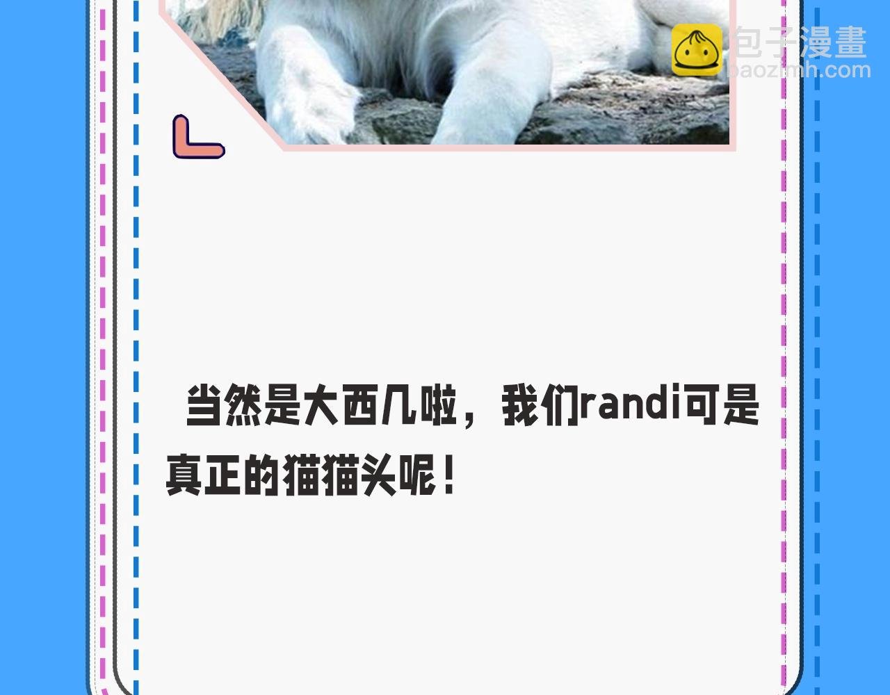 第43期 人鱼陷落的主角都是什么品种的猫（日更中）