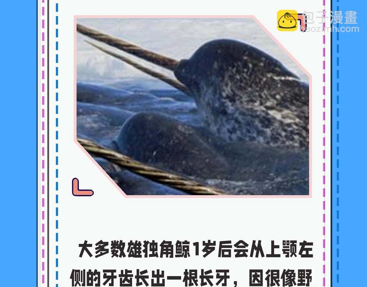 第52期 人鱼陷落的主角都是什么品种的鱼（日更中）