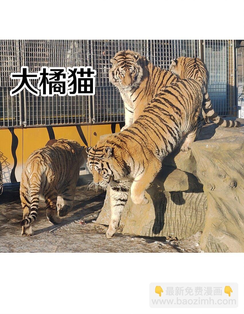 调更 一女子 竟为了去看猫……