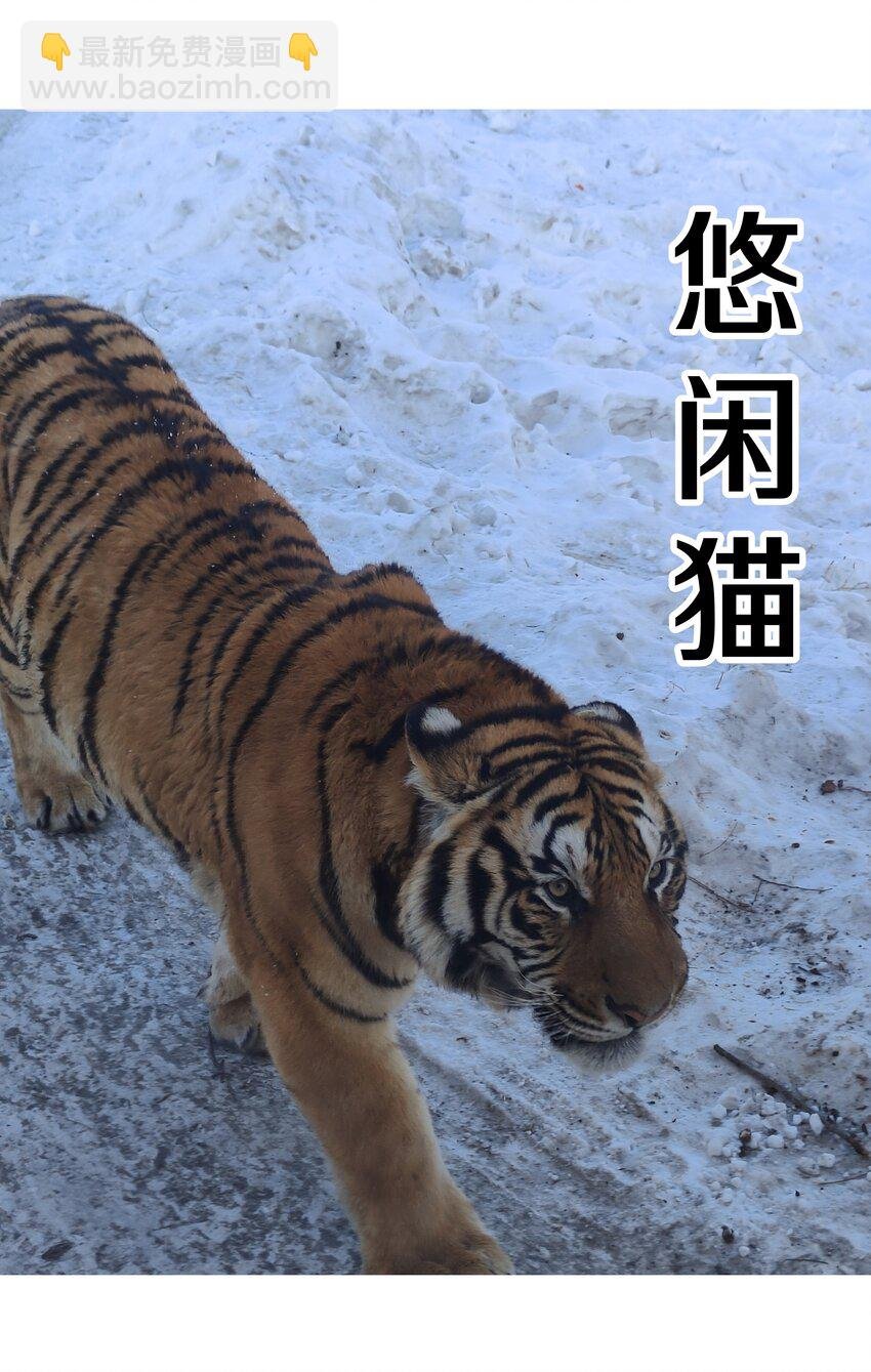 调更 一女子 竟为了去看猫……