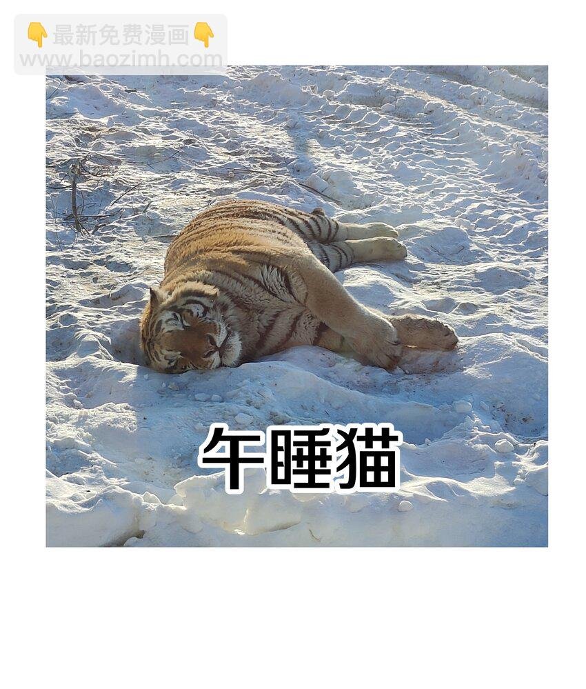 调更 一女子 竟为了去看猫……