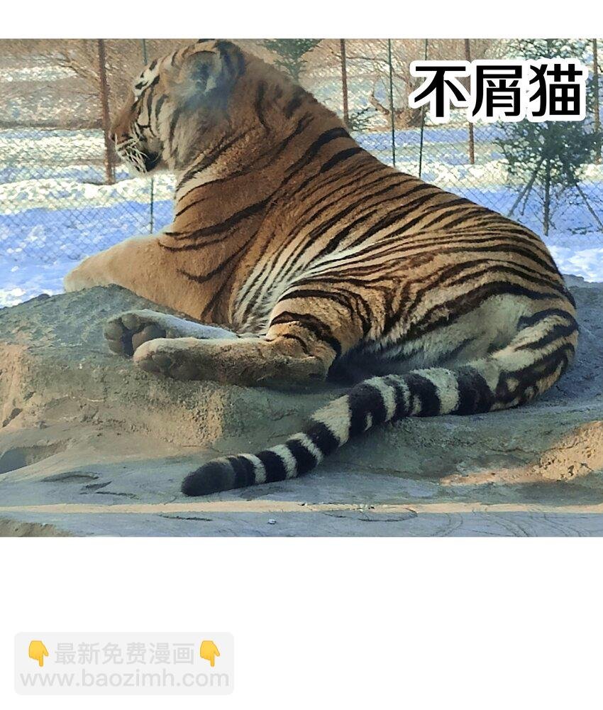 调更 一女子 竟为了去看猫……
