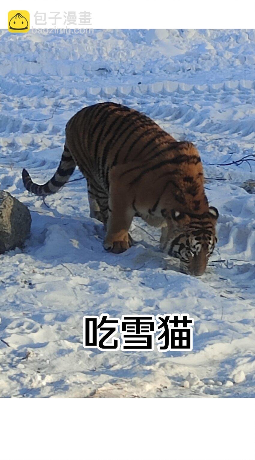 调更 一女子 竟为了去看猫……