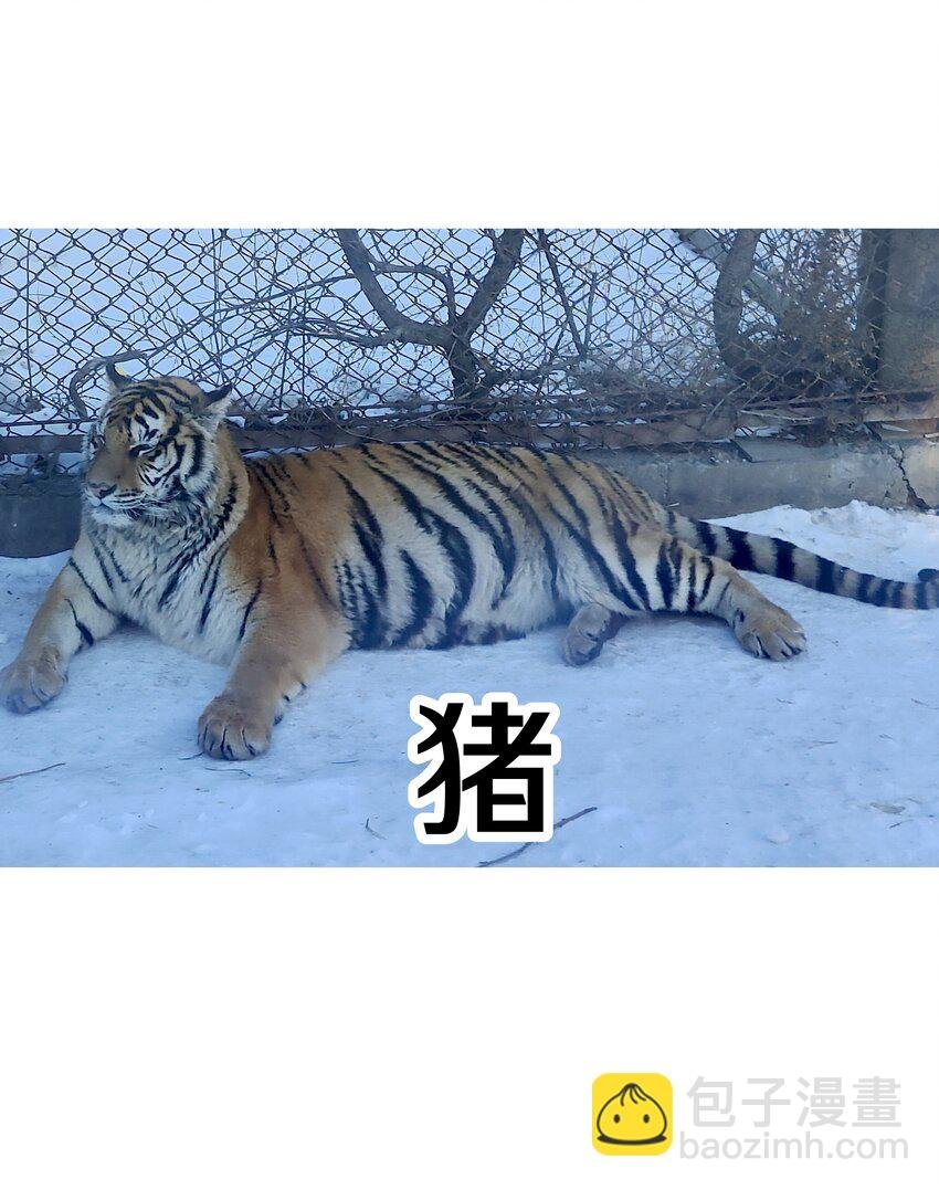 调更 一女子 竟为了去看猫……