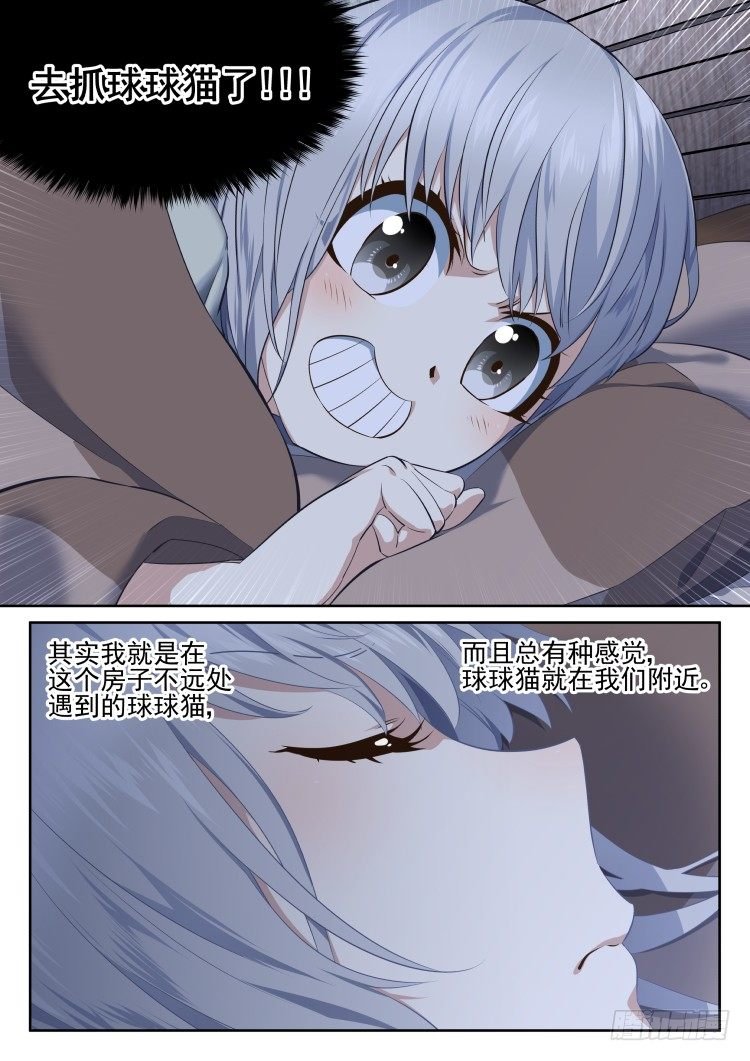 有关猫的秘密计划